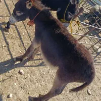 کره خر ۷ ماهه