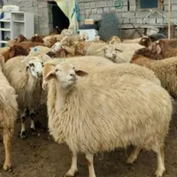 گوسفند محلی بره سرک دار چاق باقصابی|حیوانات مزرعه|قم, میرزائیه|دیوار