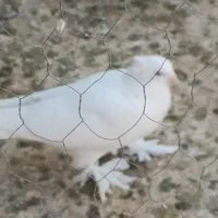 کبوتر