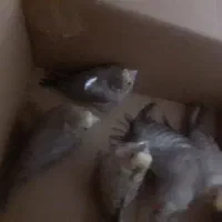 جوجه عروس هلندی