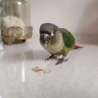 گیرنچک لئوساید دستی|پرنده|اصفهان, عمان سامانی|دیوار