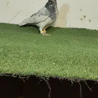 نروماده عتیقه لکه دار پرشی و ضمانت تخم و جوجه|پرنده|طرقبه, |دیوار