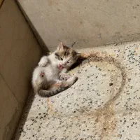 واگذاری بچه گربه