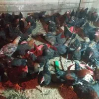 مرغ و خروس بلک استار جوان|حیوانات مزرعه|کاشان, طاهرآباد|دیوار