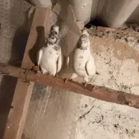 کفتر تهرانی دهن جور