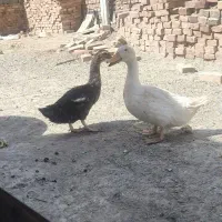 تخم مرغ اردک|حیوانات مزرعه|زاهدان, |دیوار