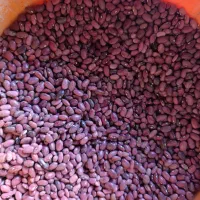 مقدار سیصد کیلو لوبیا قرمز درجه یک خوش پخت