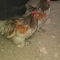 خروس کوشین