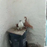 جفت سیدی|پرنده|شوشتر, |دیوار