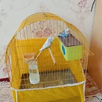 مرغ عشق مولد