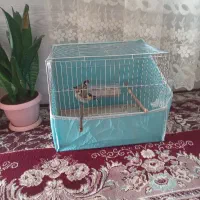 دوتا سهره با گفس میفروشم