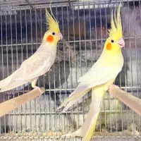 عروس هلندی مولد همه رنگ  ماده تک عروس هلندی|پرنده|تهران, مرزداران|دیوار