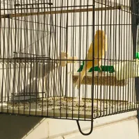 قناری نر|پرنده|تهران, علم و صنعت|دیوار