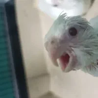 جوجه عروس هلندی سرلاکی آلبینو