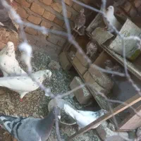 کفتر عالی|پرنده|بافت, |دیوار