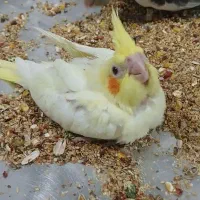 جفت هلندی مولد|پرنده|بندر ماهشهر, |دیوار