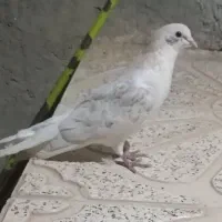 کبوتر