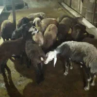 حراج بره نروماده۱۳تا