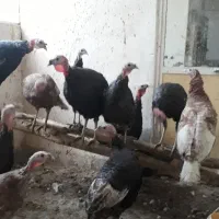 بقلمون بروبون ومحلی|حیوانات مزرعه|سنندج, |دیوار