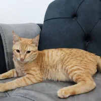 واگذاری گربه