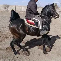 فروش انواع اسب