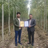 صنوبر نیگرا، عـالی برای تولید چوب و درختکاری