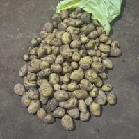 بذر سیب زمینی اگریا ۴۰۲ ورقم ۴۰۳