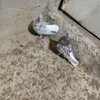 کبوتر کوهی دم سفید در سوسنگرد|پرنده|سوسنگرد, |دیوار