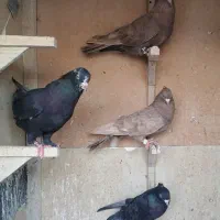 کفتر|پرنده|شیراز, شهرک آرین|دیوار