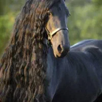 سه عدد کری شجره دار