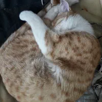 گربه نارنجی