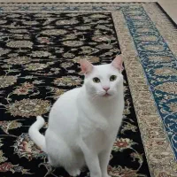 واگذاری دو عدد گربه