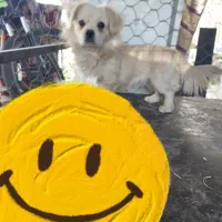 میکس پیکینیز