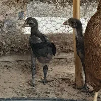 جوجه مرغ دورگه لاری