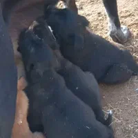 چوچوه قهدریجانی نگهبان واقعی باغو ویلا