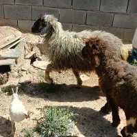 بره نر و ماده جفت باهم