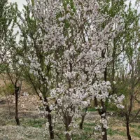 باغ در هروی