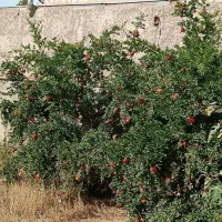 یک-قطعه-زمین-به-مساحت-300متر-شهرکی-دور-دیوار-شده