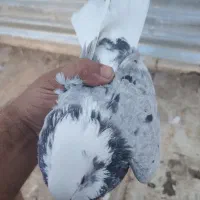 ی جفت عشق