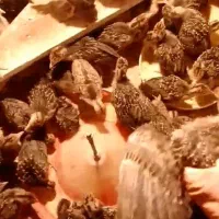 جوجه بوقلمون ۱ ماهه سالم سرحال ۴۲۰