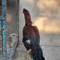 خروس لاری|حیوانات مزرعه|رباطکریم, رباطکریم|دیوار