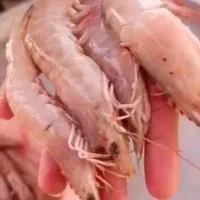 میگو جنوب|خوردنی و آشامیدنی|تهران, جی|دیوار