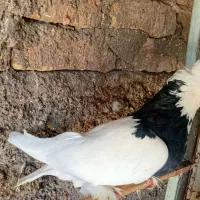 کفتر سرور نر درشت مست آماده جفتکردن|پرنده|تهران, یافت آباد شمالی|دیوار