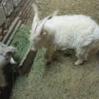 کره|حیوانات مزرعه|کرمان, |دیوار