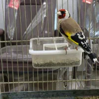 سهره جفتی مست