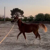 اسب مادیون عرب یکسر با کره نریون