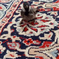 مرغ|حیوانات مزرعه|شادگان, |دیوار
