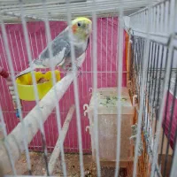 عروس هلندی|پرنده|تربتحیدریه, فتح المبین|دیوار