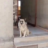 واگذاری 2تاسگ نژاددار|سگ|معصومیه, |دیوار