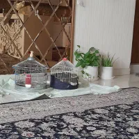 سهره خاکی قفس طرقه